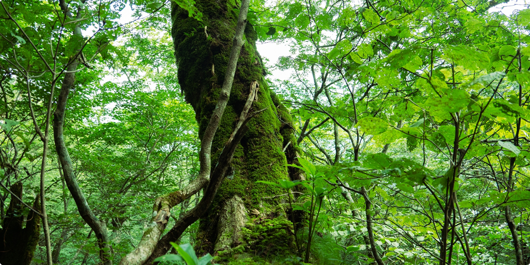 ブナを植える会の設立から現在まで